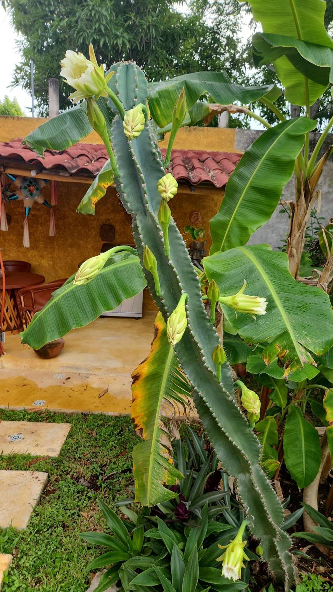 Casa Colonial, Guava Villa Cozumel
